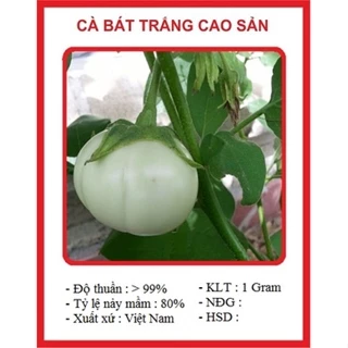 Hạt giống cà bát trắng cao sản (2 gram) - giòn ngọt, dễ trồng, năng suất cao