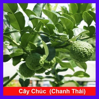 Cây Chúc (chanh thái) - Cây chanh ăn lá ( chanh hấp gà)