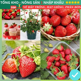 Hạt giống dâu tây đỏ chịu nhiệt (gói 300 hạt) dễ trồng quả to siêu năng suất có hướng dẫn dễ trồng dễ chăm sóc