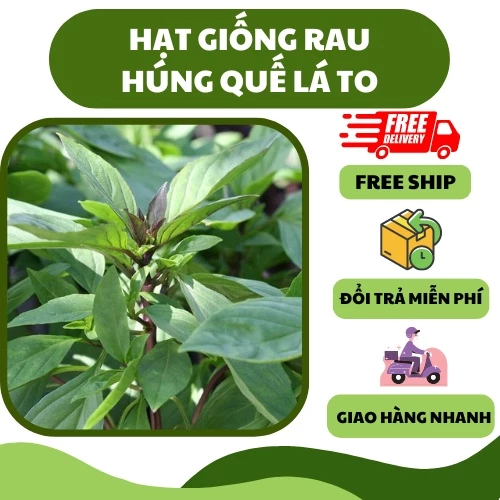 Hạt giống rau húng quế (2 gram) - thơm ngon hơi cay, dễ trồng, chịu nhiệt tốt