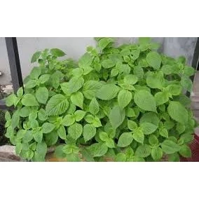 5 GRAM HẠT GIỐNG RAU KINH GIỚI NẢY MẦM 95% - SHOP QUỲNH NGA