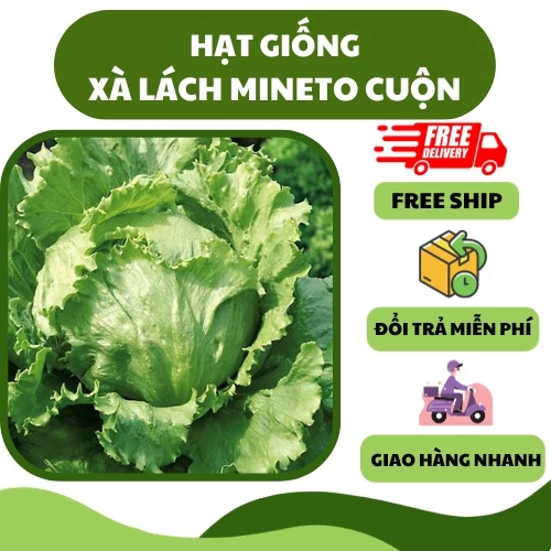 Hạt giống rau xà lách Mineto cuộn (2 gram) - thơm ngon, giòn ngọt