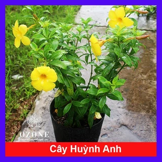 Cây Huỳnh Anh - Cây cảnh sân vườn _Cây giống chuẩn