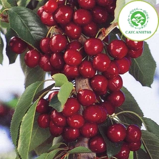 Cây cherry anh đào cao 50-60cm có quả sau 6 tháng