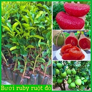 Cây giống bưởi ruby ruột đỏ không hạt vị ngọt thanh cây giống khỏe mạnh không sâu bệnh( ảnh thật hình cuối)