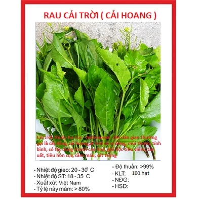 Hạt giống rau cải trời (100 hạt) - dễ trồng, cho năng suất cao