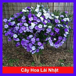 Cây Hoa Lài Nhật, Nhài Nhật (hoa chuyển màu)_cây giống chuẩn