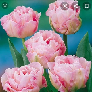 combo 5 củ giống hoa tulip hoa kép hoa màu hồng Angelique 25 ngày nở