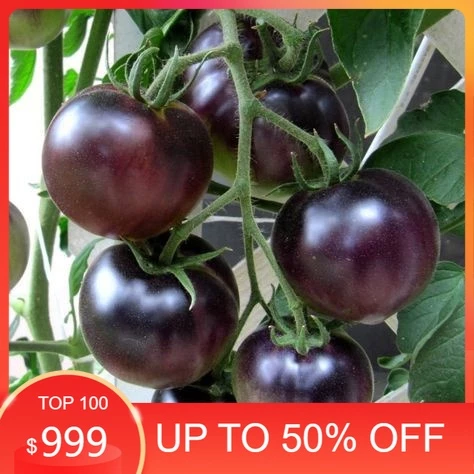 Hạt giống CÀ CHUA TÍM F1 (purple tomato) Nhập Khẩu nguyên bao bì Đài Loan