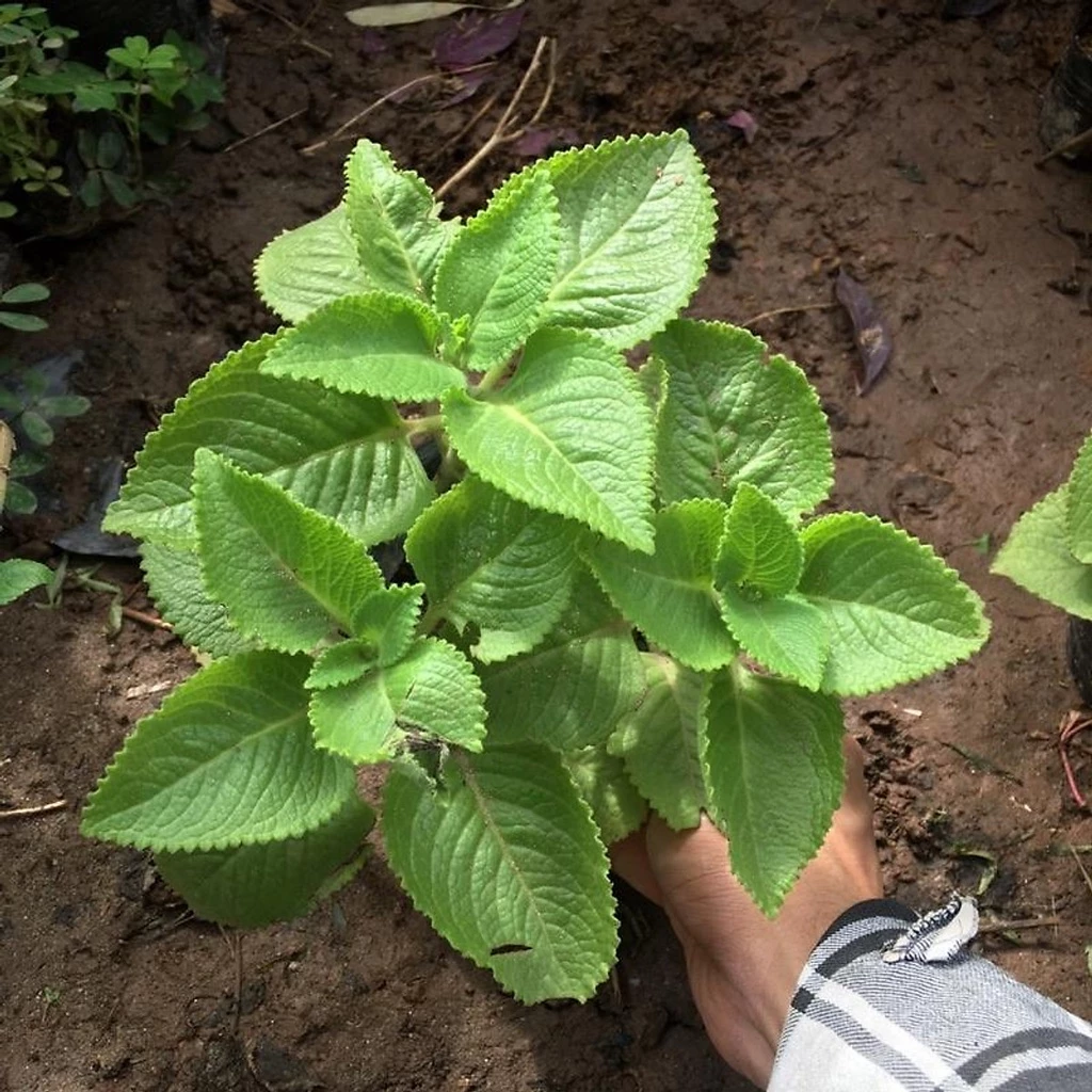 HẠT GIỐNG RAU HÚNG CHANH GÓI 0.1G - TỶ LỆ NẢY MẦM CAO VÀ ĐỒNG ĐỀU