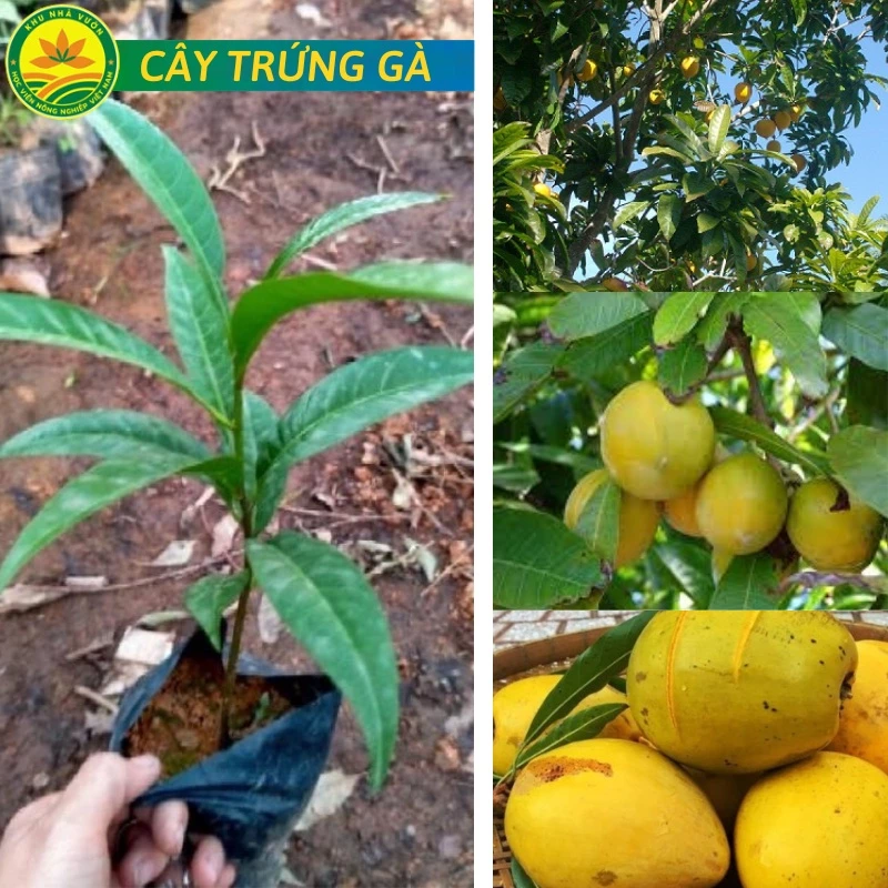 Cây trứng gà ( Lêkima) chất lượng cao, Đặc điểm, ý nghĩa và công dụng của cây trứng gà - Cây Giống Tốt