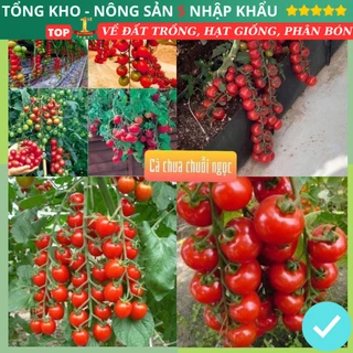 Hạt giống cà chua chuỗi ngọc F1 Loại Siêu Dễ Trồng & Dễ Thu Hoạch kháng sâu bệnh chịu nhiệt tốt