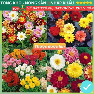 Hạt giống hoa thược dược lùn nhiều màu tỷ lệ nảy mầm cao dễ trồng gói 150 hạt tặng kèm hướng dẫn trồng