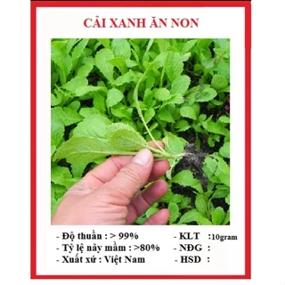 Hạt giống cải ngọt ăn non baby (10  gram) - giòn ngọt, thơm ngon