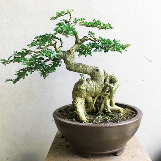 Cây Cần Thăng bonsai mỗi cây mỗi dáng khác mang ý nghĩa không ngừng nỗ lực, vượt qua mọi khó khăn và vươn tới thành công