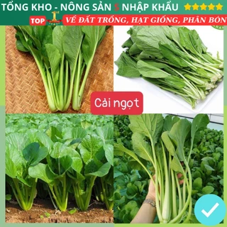 [Gói 3000 hạt] Hạt Giống Rau Cải Ngọt Loại Siêu Dễ Trồng & Dễ Thu Hoạch Tỉ Lệ Nảy Mầm Cao