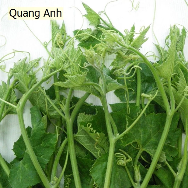 Hạt giống Bí Siêu Đọt - Gói 10g