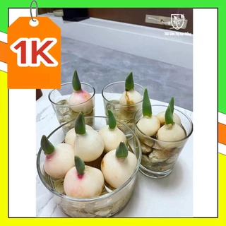 DEAL 1K Củ hoa Tulip (tuylip) Hà Lan size lớn(1 củ). Hoa tuylip 20-25 ngày nở