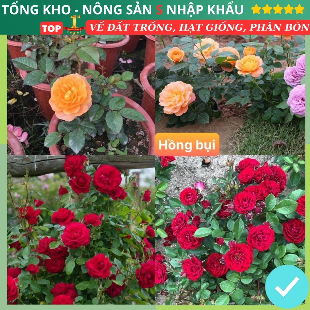 Hạt Giống Hoa Hồng Bụi F1 Loại Siêu Dễ Trồng, Hoa Nở Đẹp 4 mùa quanh năm tỉ lệ nảy mầm cao