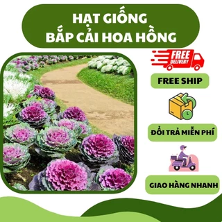 Hạt giống bắp cải hoa hồng sa mạc (20 hạt) - ăn ngon, chịu nhiệt tốt