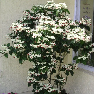 [Cây giống hoa] Ngọc Nữ Trắng - Dây Ngọc Nữ -Clerodendron thomsonae - CayGiongTot _Cây giống chuẩn