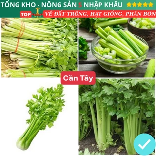 Hạt Giống Cần Tây F1 Dễ Trồng Năng Suất Cao Dễ Trồng Dễ Chăm Sóc Có Hướng Dẫn