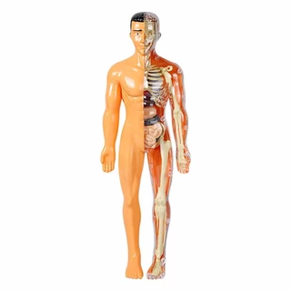 Human Body Model Organs Simple Assembly Learning Tool Kit Anatomy Model Display STEM Educational Gift Teaching Supplies