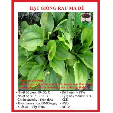 Hạt giống rau mã đề (2 gram) - nhiều dinh dưỡng, thơm ngon