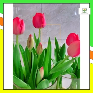 Củ hoa Tulip đẹp trồng tết (1 củ tulip size to ). (cho hoa sau 20-25 ngày trồng)