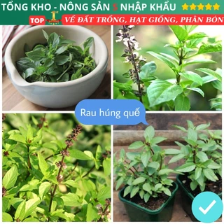 Hạt Giống Rau Húng Quế F1 loại dễ trồng siêu sạch chống sâu bệnh có hướng dẫn tỉ lệ nảy mầm cao