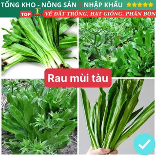 Hạt Giống Mùi Tàu F1 loại dễ trồng năng suất cao chống sâu bệnh có hướng dẫn tỉ lệ nảy mầm cao