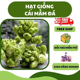 Hạt giống cải mầm đá (0.2g) - thơm ngon, giàu dinh dưỡng