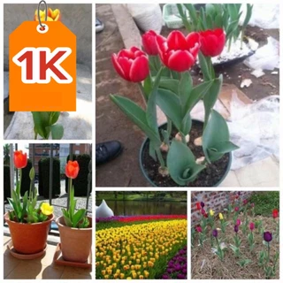 Củ hoa Tulip Hà lan (1Củ) 20 ngày cho hoa