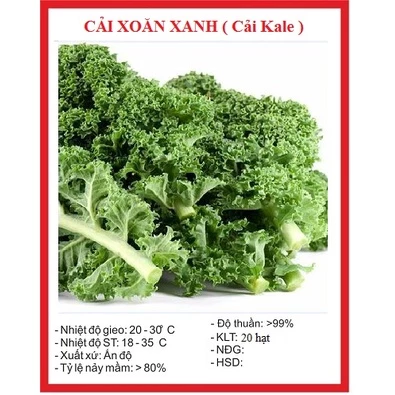 Hạt giống cải kale xoăn xanh (20 hạt) - thơm ngon, dễ trồng