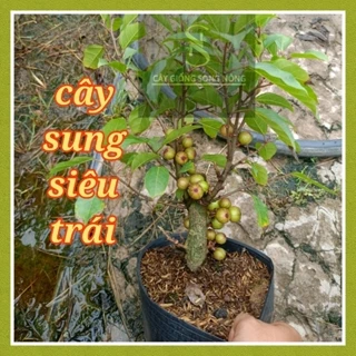 cây sung siêu trái - cây trồng thuần chậu - cây giống song nông