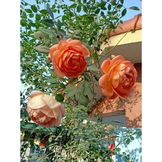 Gốc Hoa hồng ngoại Pat Austin hồng cam cánh kép cực đẹp( tặng kích rễ mầm khi mua từ 5 gốc)
