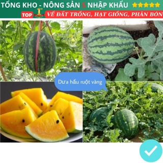 Hạt Giống Dưa Hấu Ruột Vàng F1 Loại Siêu Trái Dễ Trồng Năng suất cao chống sâu bệnh dễ trồng dễ chăm sóc