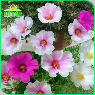 Hạt giống Hoa Mười Giờ Cánh Đơn nhiều màu, dễ chăm, hoa ra liên tục Hạt giống Rạng Đông 915