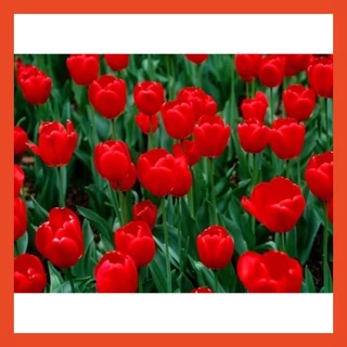 5 củ giống hoa tulip màu đỏ 