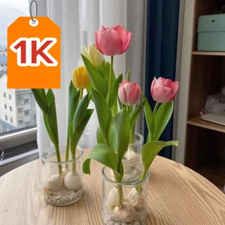 DEAL 1K Củ giống hoa Tulip (tuy líp) 20 ngày cho hoa