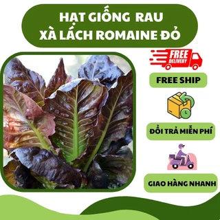 Hạt giống rau xà lách romaine đỏ (1500 hạt) - nhiều dinh dưỡng, giòn ngọt