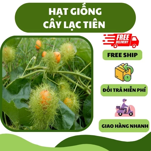 Hạt giống cây nhãn lồng lạc tiên (30 hạt) - dễ trồng, nhiều dinh dưỡng