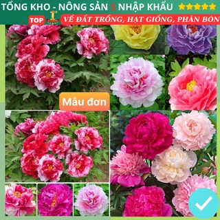 Hạt Giống Hoa Mẫu Đơn Kép Thái Mix 7 màu Loại F1 dễ trồng tỉ lệ nảy mầm cao dễ trồng dễ chăm sóc hoa nở cực đẹp lâu tàn