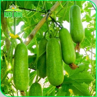 Hạt giống Bí Đao Chanh Lai F1 siêu trái, trồng quanh năm, đậu quả cao gói 0,2 gr