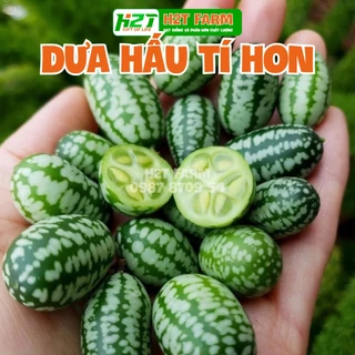 Hạt giống dưa hấu tí hon , dễ trồng, năng suất cao, ngon nọt - h2t farm