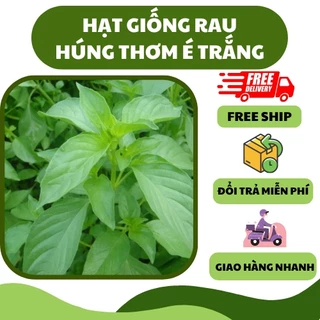 Hạt giống rau húng thơm é trắng (2 gram) - ăn ngon thơm, trồng quanh năm, chịu nhiệt tốt