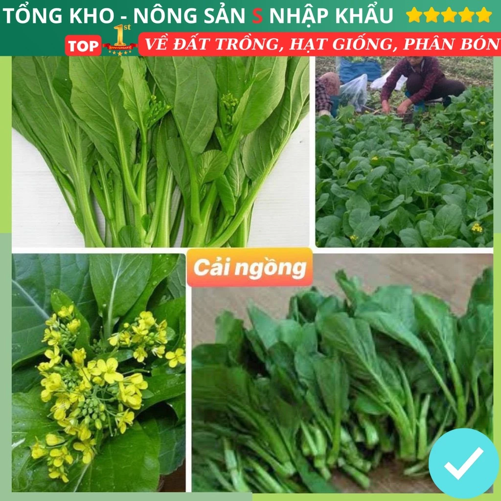 Hạt giống rau cải ngồng F1 tỷ lệ nảy mầm cao kháng bệnh tốt gói 3000 hạt dễ trồng dễ chăm sóc