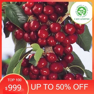 Cây cherry anh đào cao 50-60cm có quả sau 6 tháng -  Giống Tốt