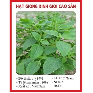 Hạt giống rau kinh giới thơm ngon (1 gram) - dễ trồng, chịu nhiệt tốt