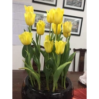 Củ chuẩn giống_ Combo 3 củ hoa tulip màu vàng siêu đẹp.